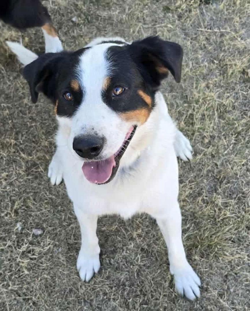 Enlarge Corey, a Adoptable Australian Shepherd in Grafton, WI image 3/3