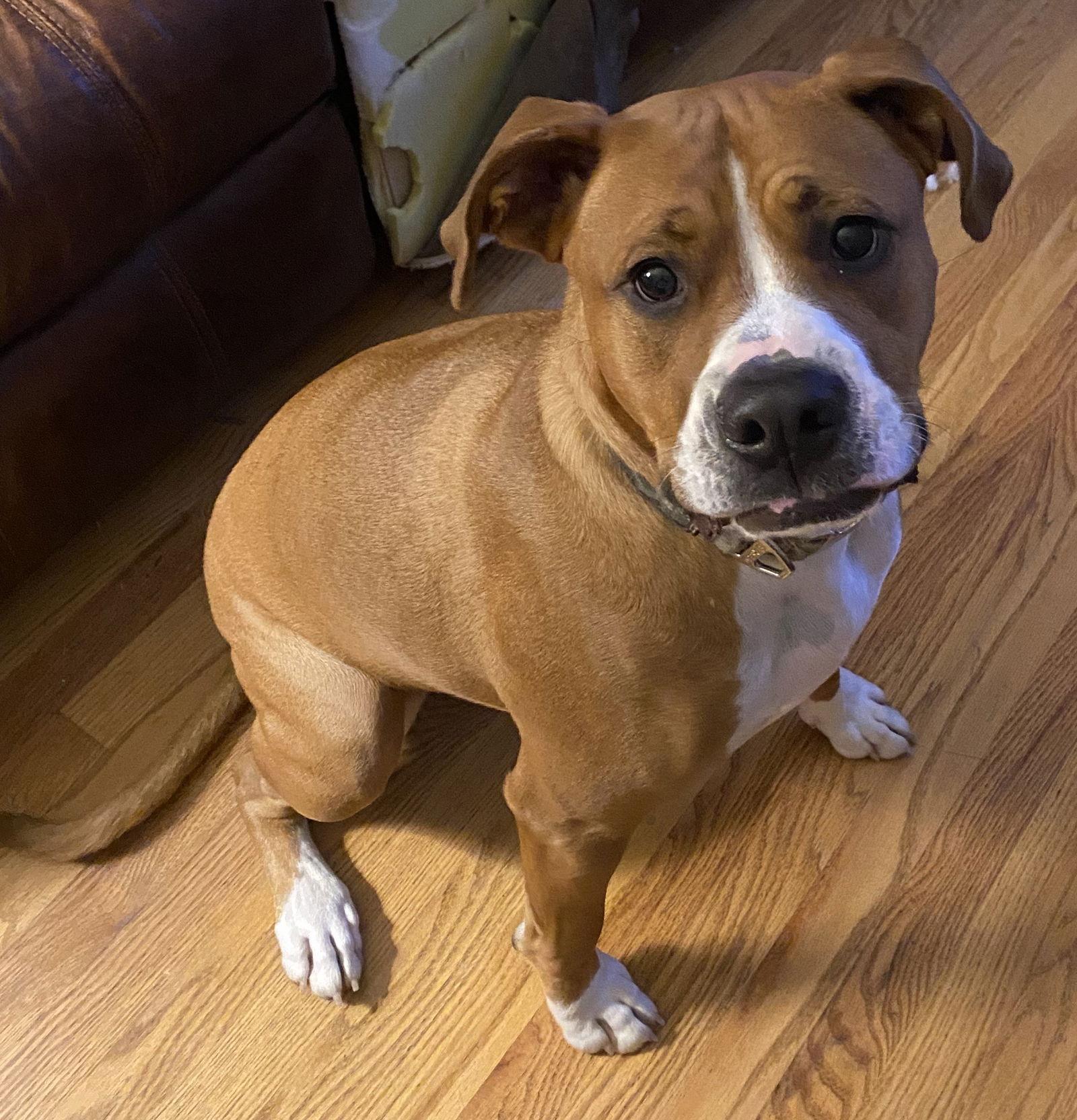 Bowser - COURTESY LISTING, Adoptable, Adult Male Boxer & Pit Bull Terrier.