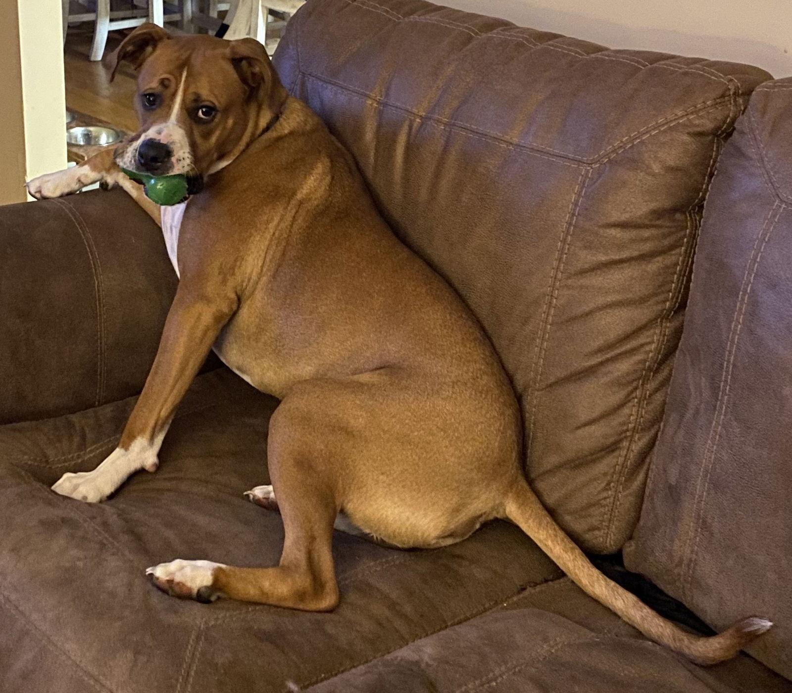 Enlarge Bowser - COURTESY LISTING, a Adoptable mixed breed in Cookeville, TN image 2/3