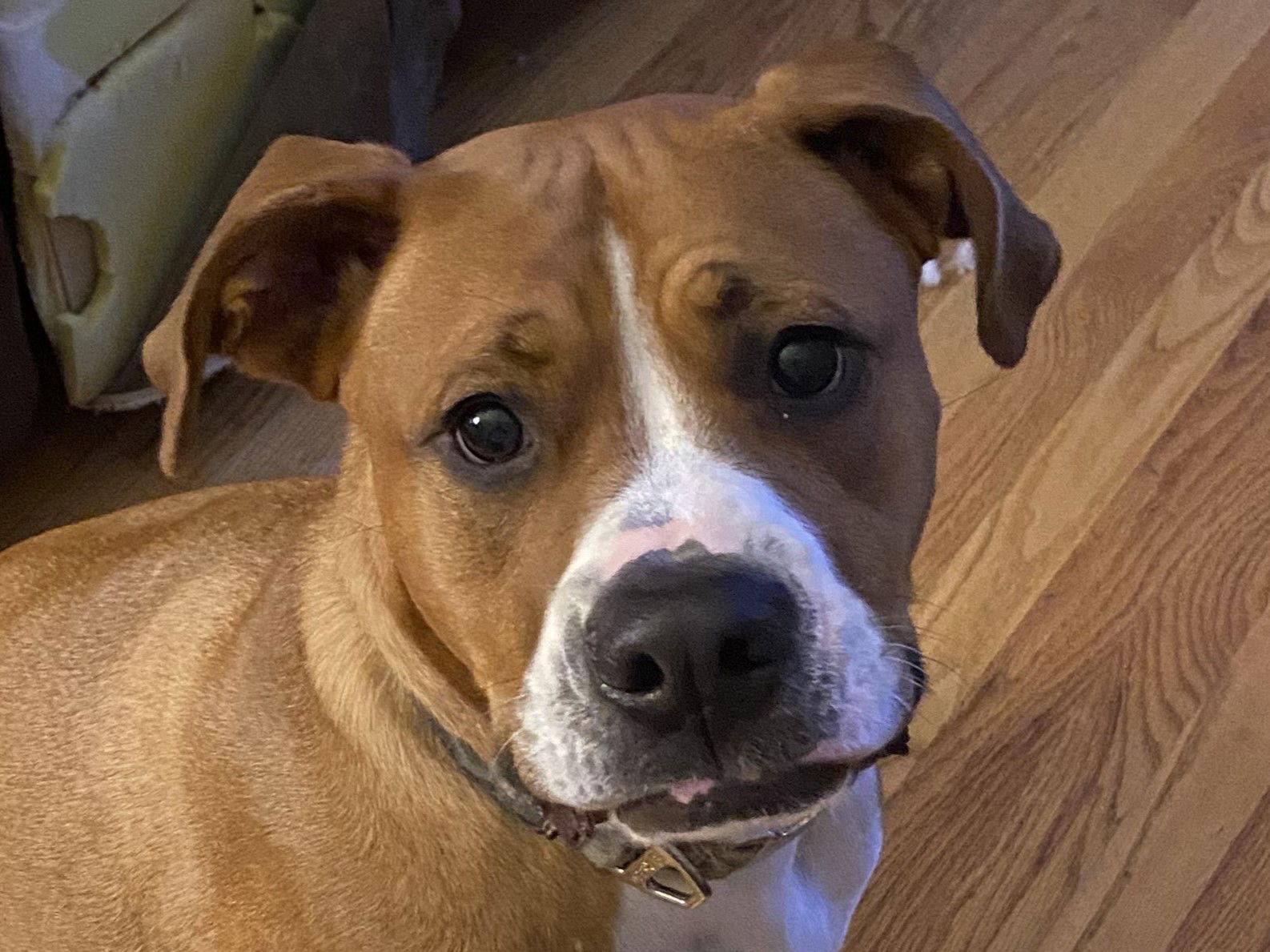 Enlarge Bowser - COURTESY LISTING, a Adoptable mixed breed in Cookeville, TN image 3/3