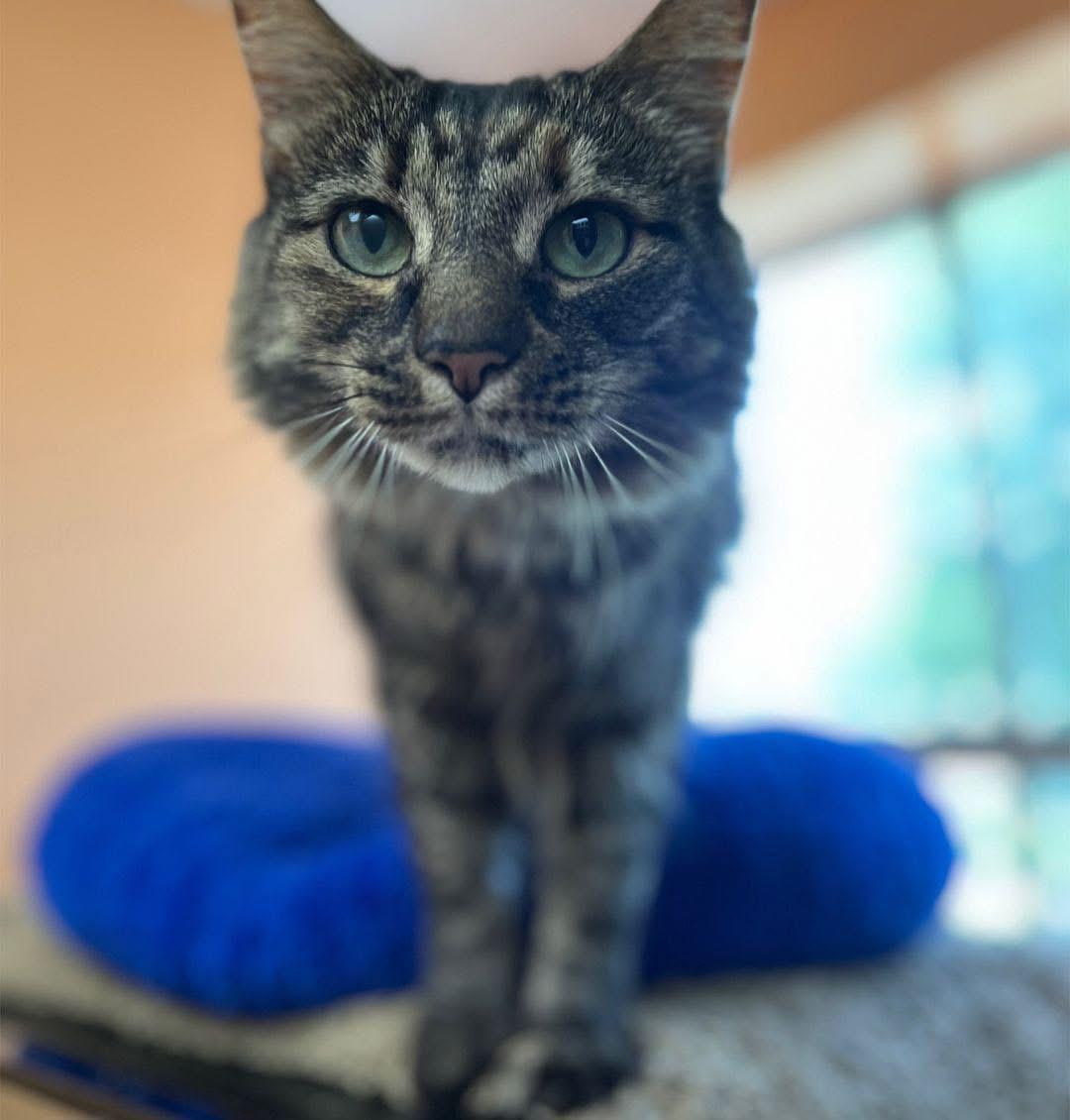 Enlarge Charlotte , a ADOPTABLE Domestic Long Hair in Maryville, TN image 2/4