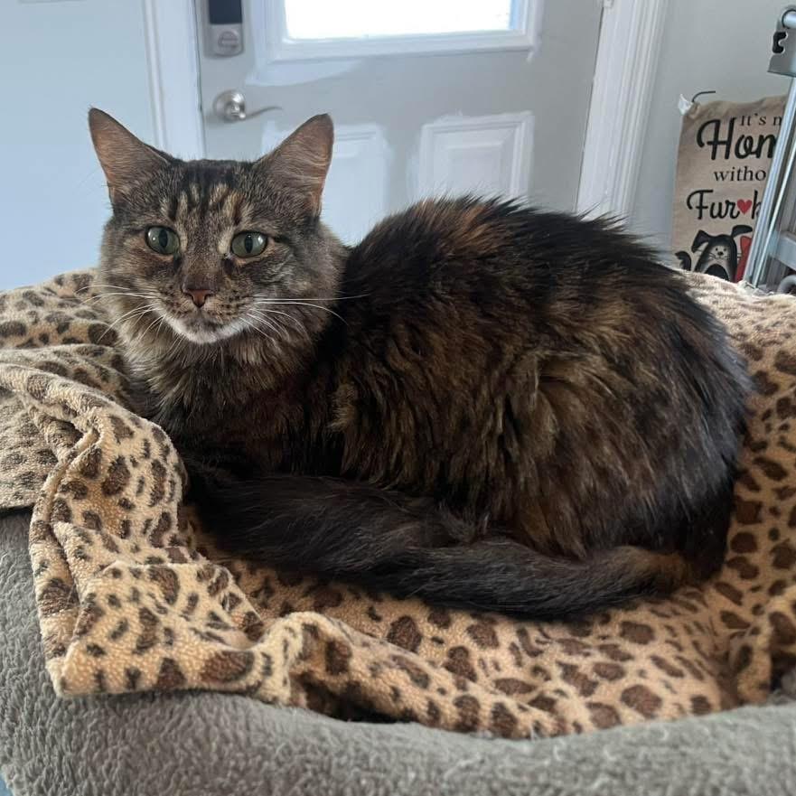 Enlarge Charlotte , a ADOPTABLE Domestic Long Hair in Maryville, TN image 3/4