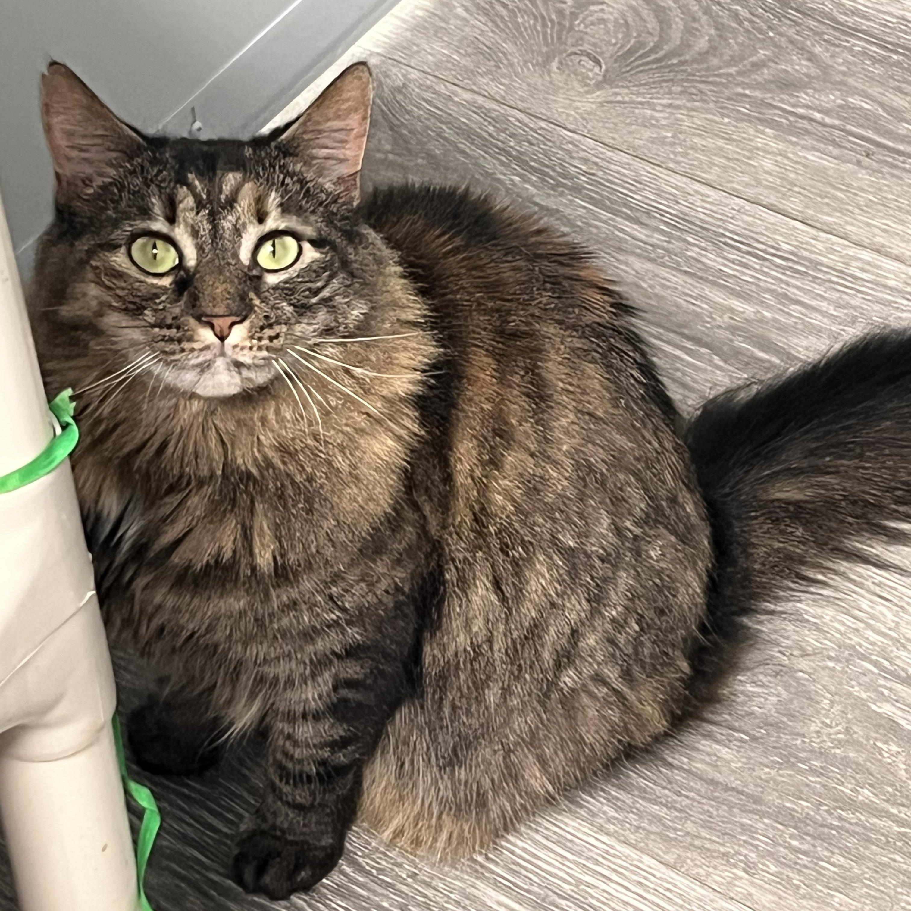 Enlarge Charlotte , a ADOPTABLE Domestic Long Hair in Maryville, TN image 1/4