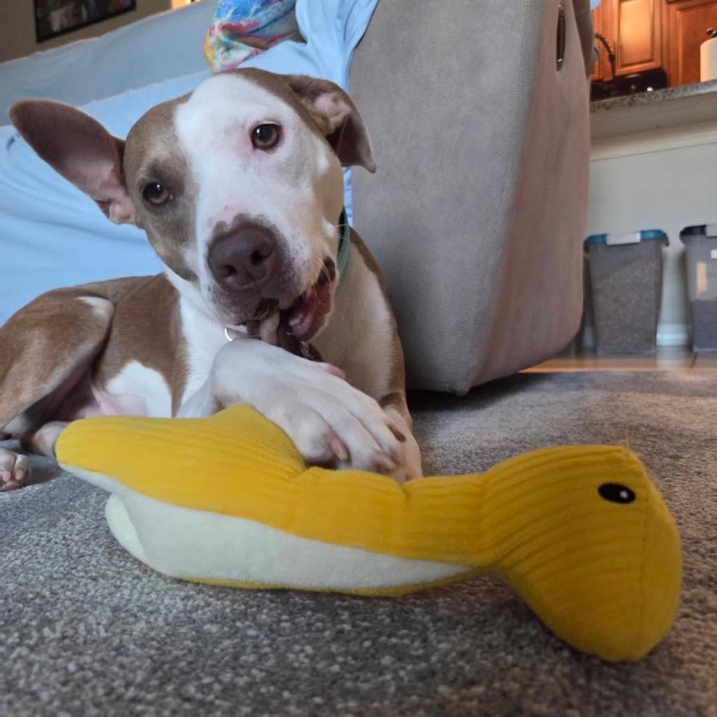 Belle, Adoptable, Young Female Labrador Retriever & Beagle.