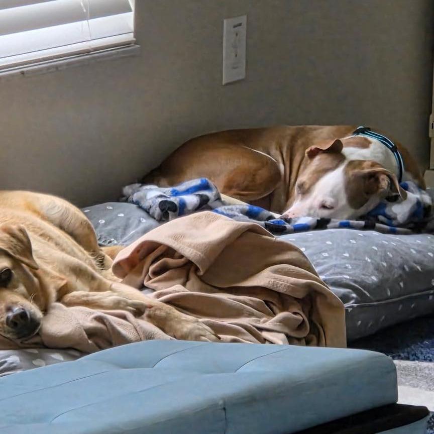 Belle, a Adoptable mixed breed in Sarasota, FL image 2/6