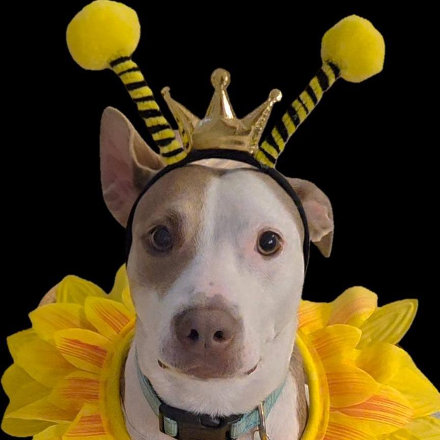 Belle, Adoptable, Adult Female Labrador Retriever & Hound.