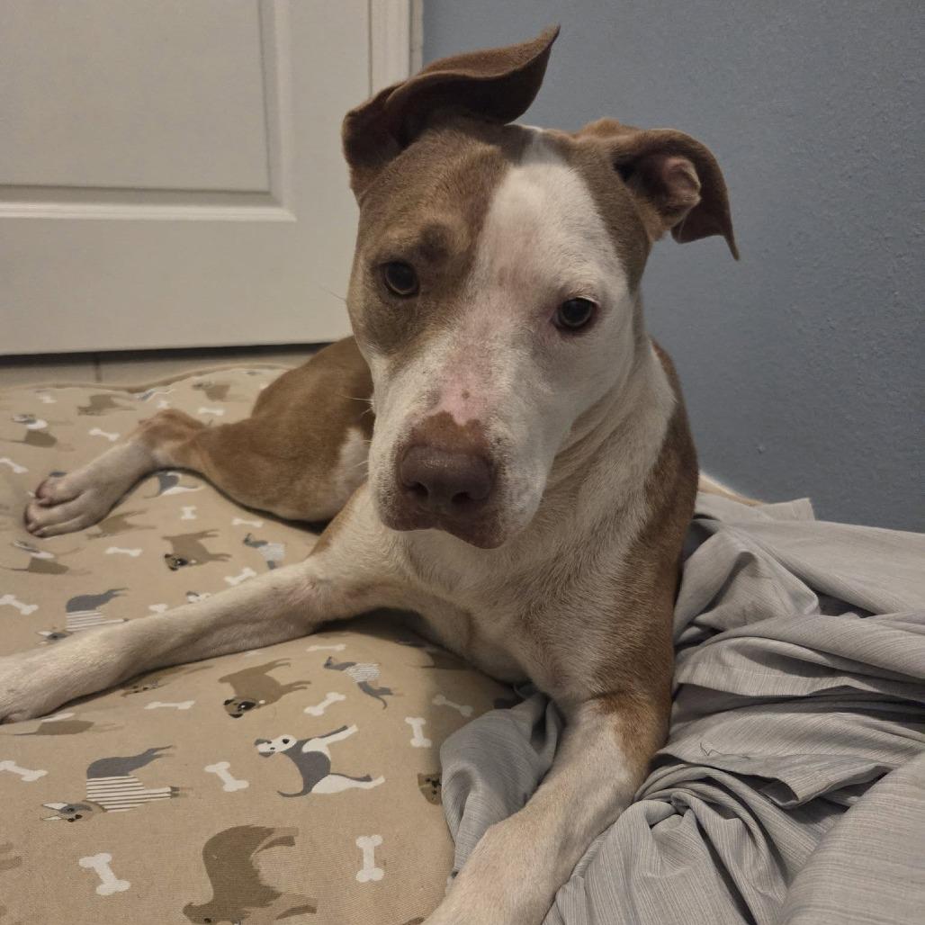 Enlarge Belle, a Adoptable mixed breed in Sarasota, FL image 1/6