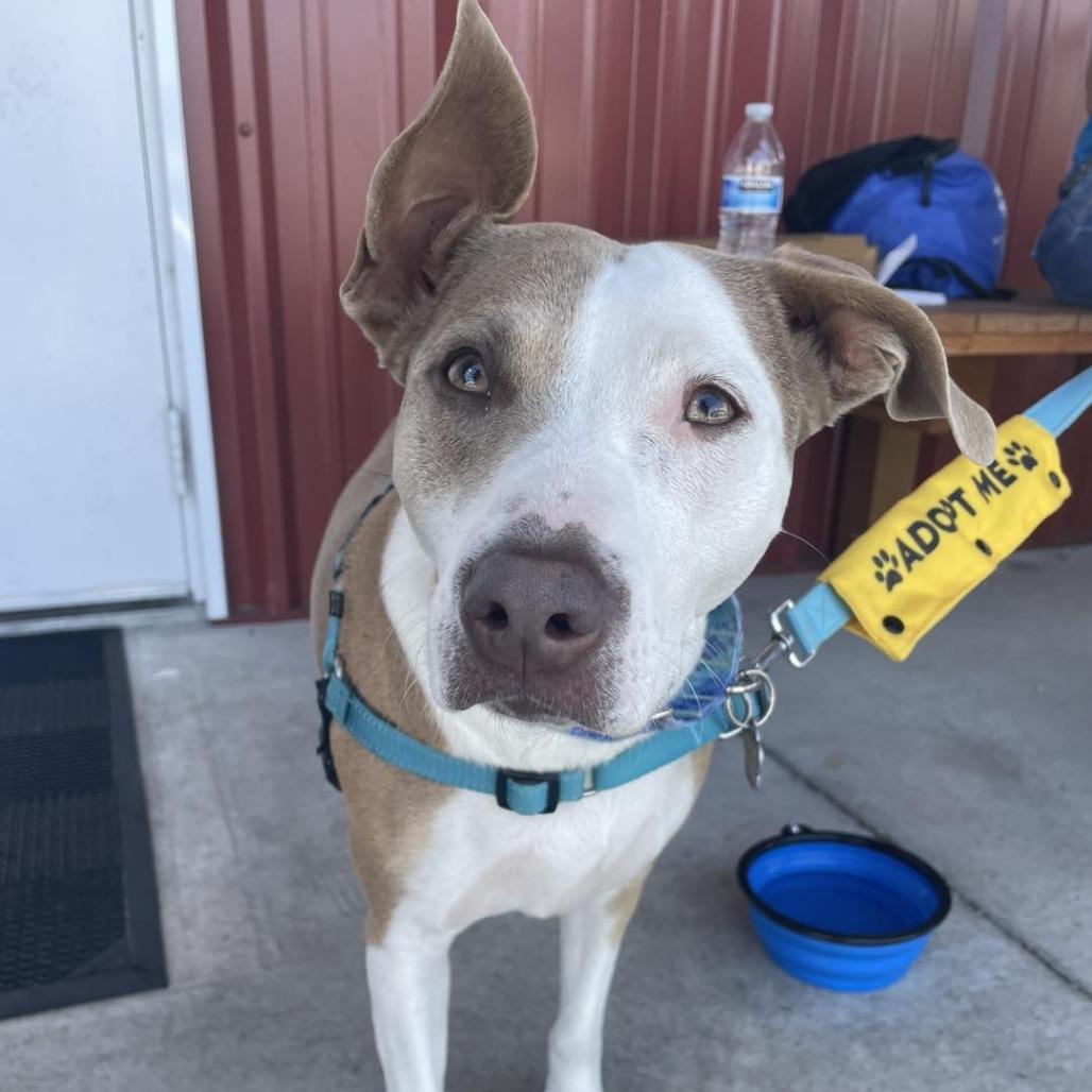 Enlarge Belle, a Adoptable mixed breed in Sarasota, FL image 2/6