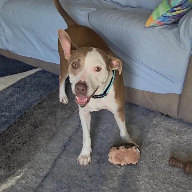 Enlarge Belle, a Adoptable mixed breed in Sarasota, FL image 2/6