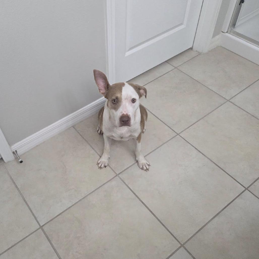 Enlarge Belle, a Adoptable mixed breed in Sarasota, FL image 4/6