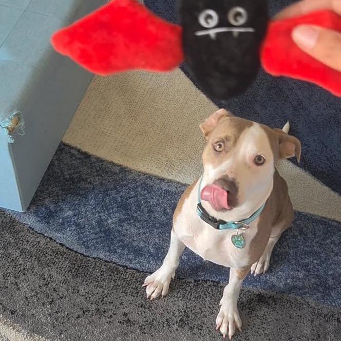 Enlarge Belle, a Adoptable mixed breed in Sarasota, FL image 6/6