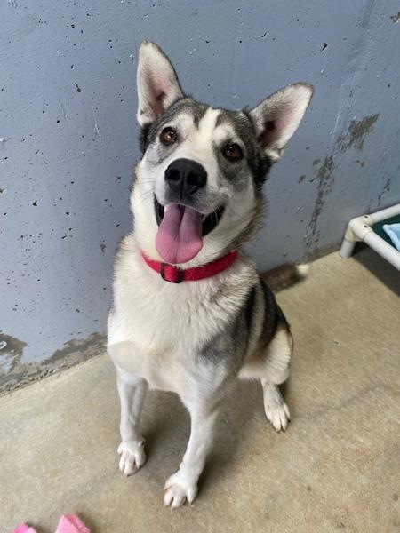 Enlarge Anubis, a Adoptable mixed breed in Port Alberni, BC image 1/6