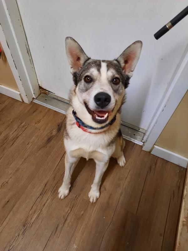 Enlarge Anubis, a Adoptable mixed breed in Port Alberni, BC image 2/6