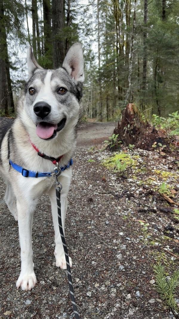 Enlarge Anubis, a Adoptable mixed breed in Port Alberni, BC image 3/6