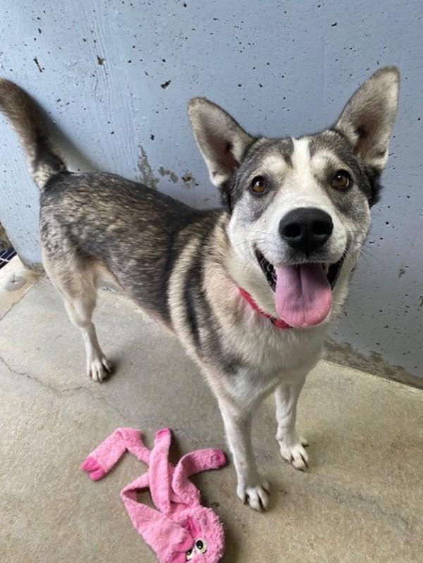 Enlarge Anubis, a Adoptable mixed breed in Port Alberni, BC image 4/6