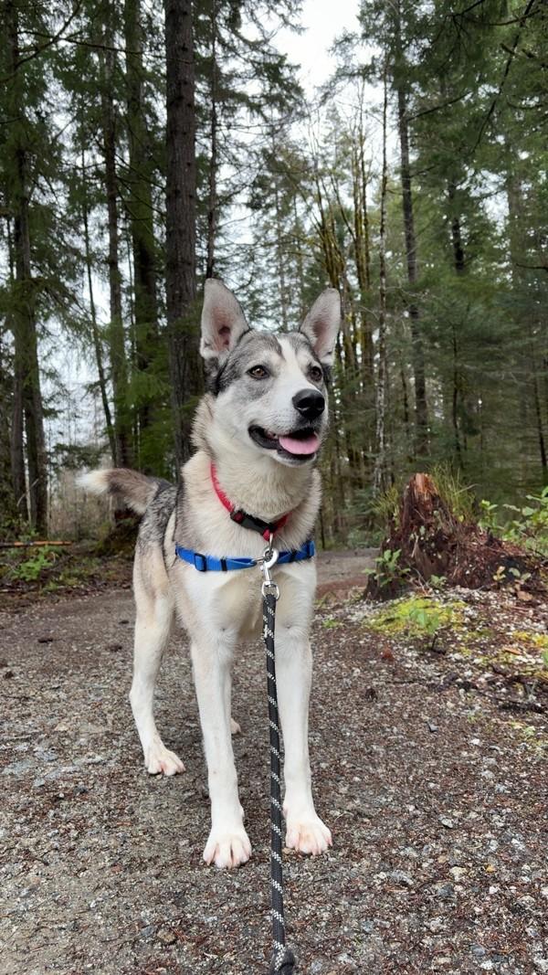 Enlarge Anubis, a Adoptable mixed breed in Port Alberni, BC image 5/6