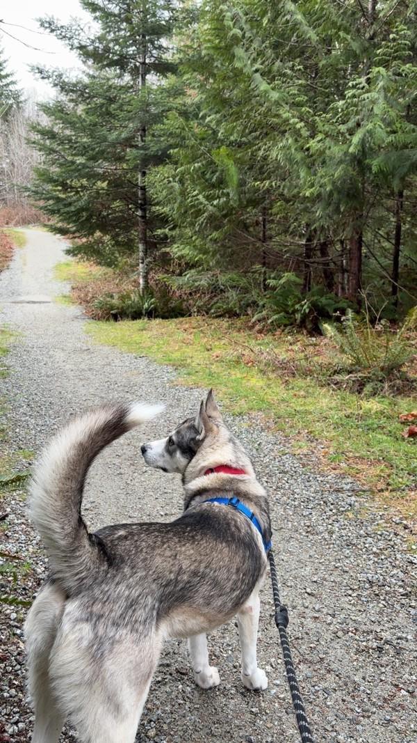 Enlarge Anubis, a Adoptable mixed breed in Port Alberni, BC image 6/6