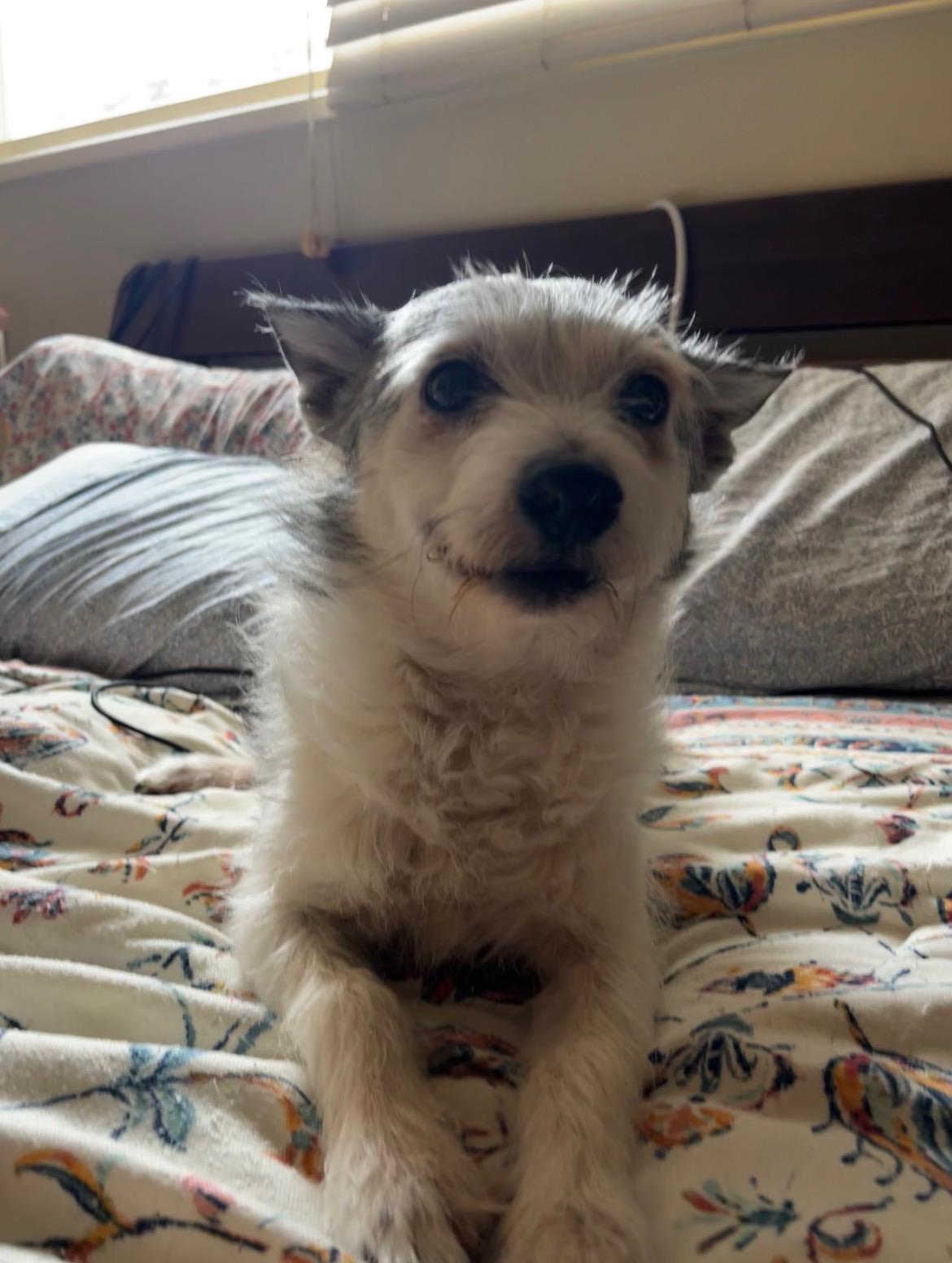 Enlarge Winston, an adopted mixed breed in Laguna Beach, CA image 2/3