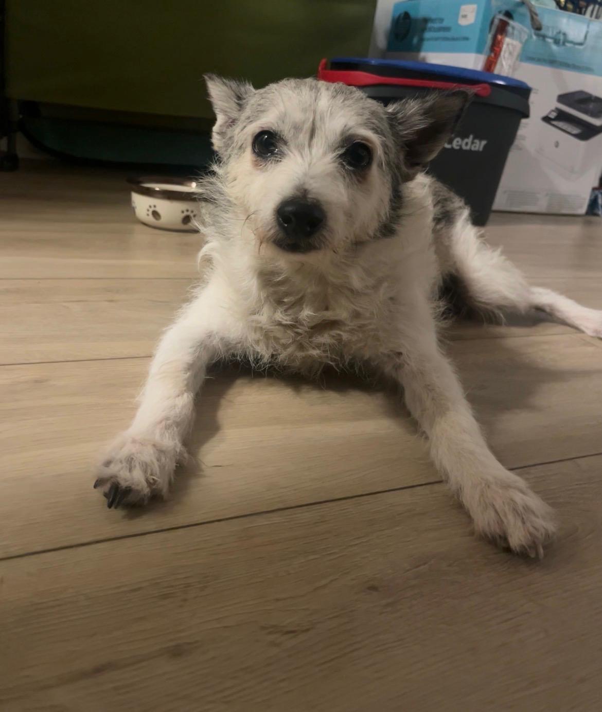 Winston, adopted, Senior Male Jack Russell Terrier.