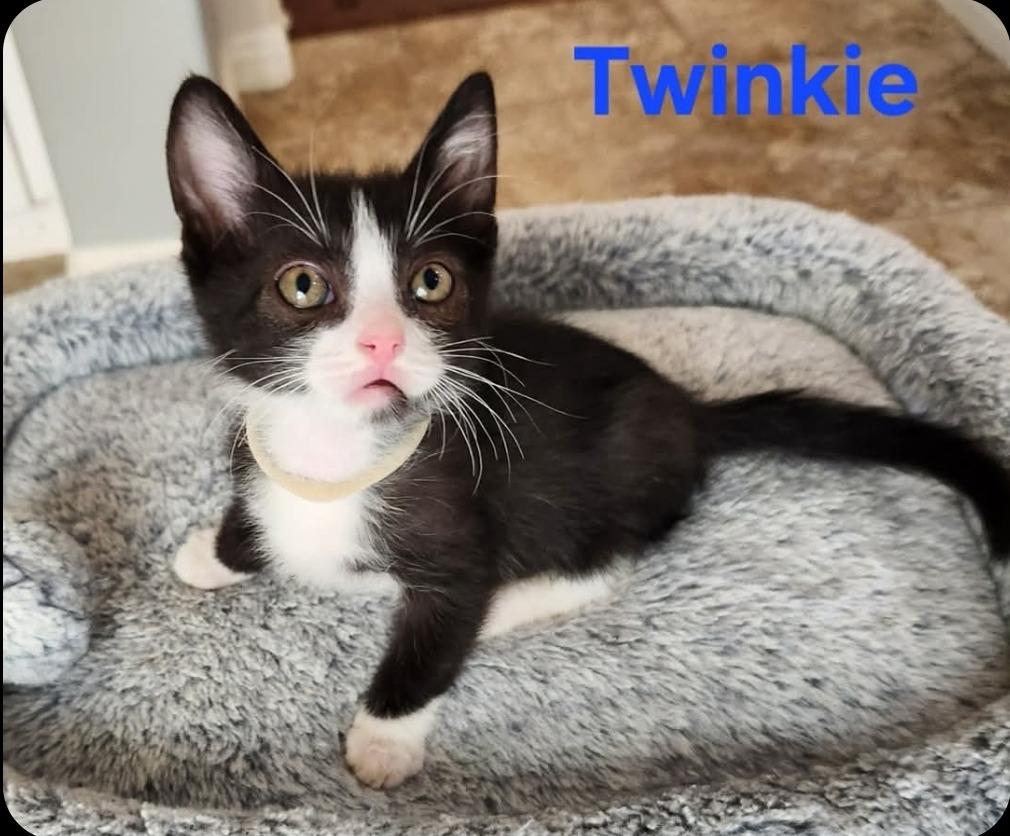 Enlarge Twinkie, a Adoptable mixed breed in San Jacinto, CA image 1/1