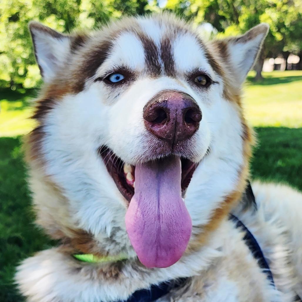 Hedgehog, Adoptable, Adult Male Husky.