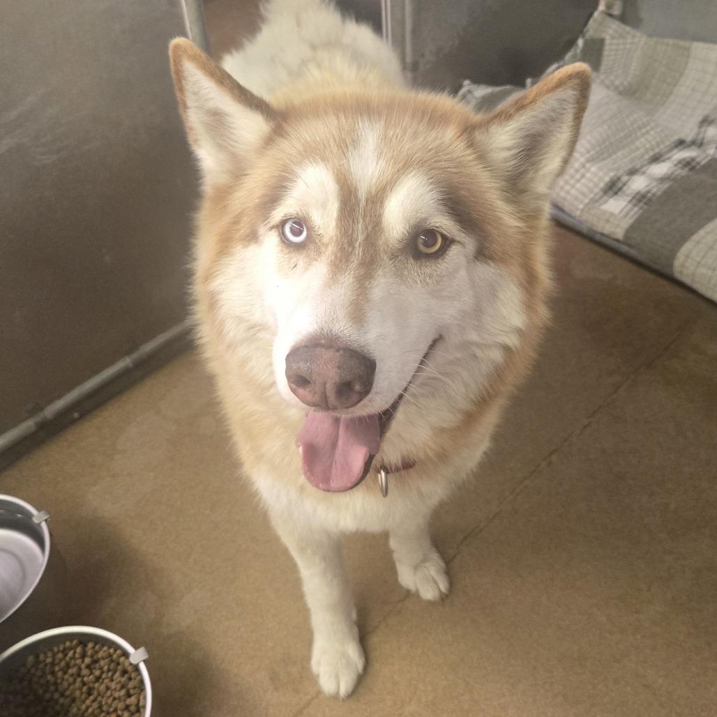 Enlarge Hedgehog, a Adoptable Husky in Murray, UT image 2/5