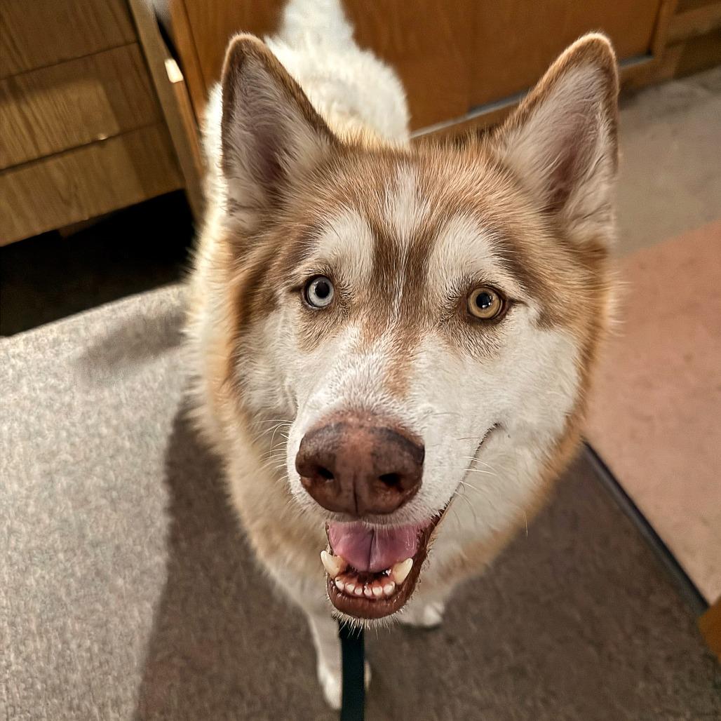 Enlarge Hedgehog, a Adoptable Husky in Murray, UT image 3/5