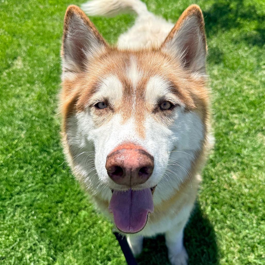 Enlarge Hedgehog, a Adoptable Husky in Murray, UT image 4/5