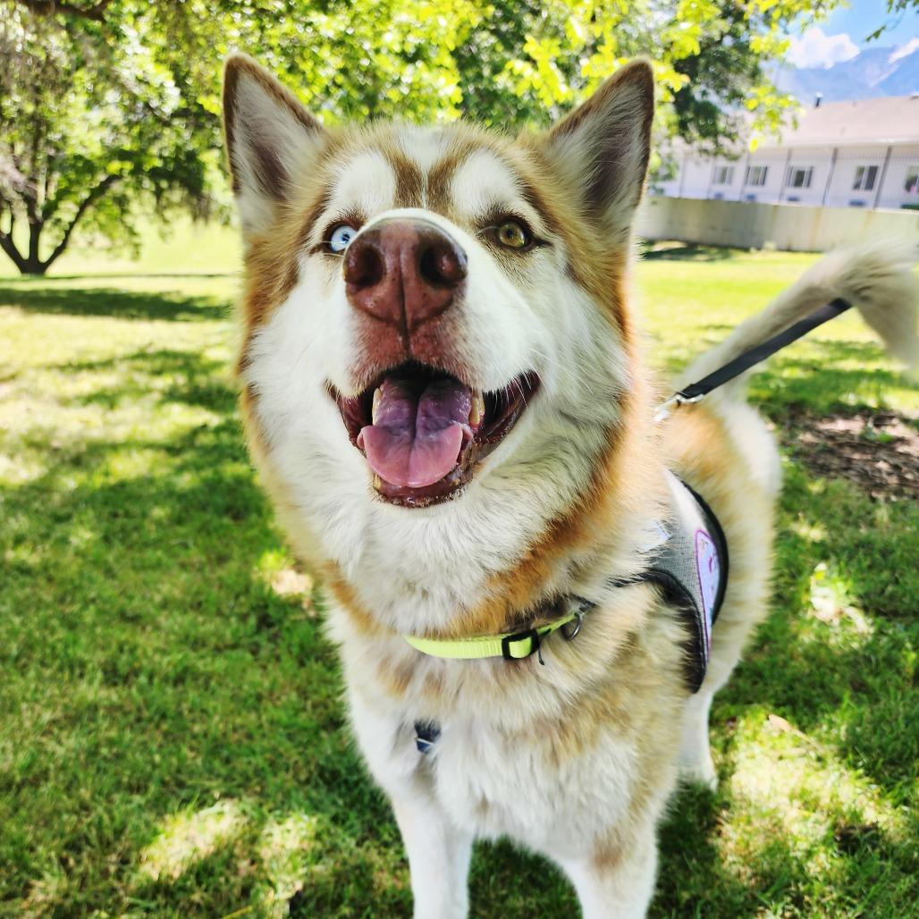 Enlarge Hedgehog, a Adoptable Husky in Murray, UT image 5/5