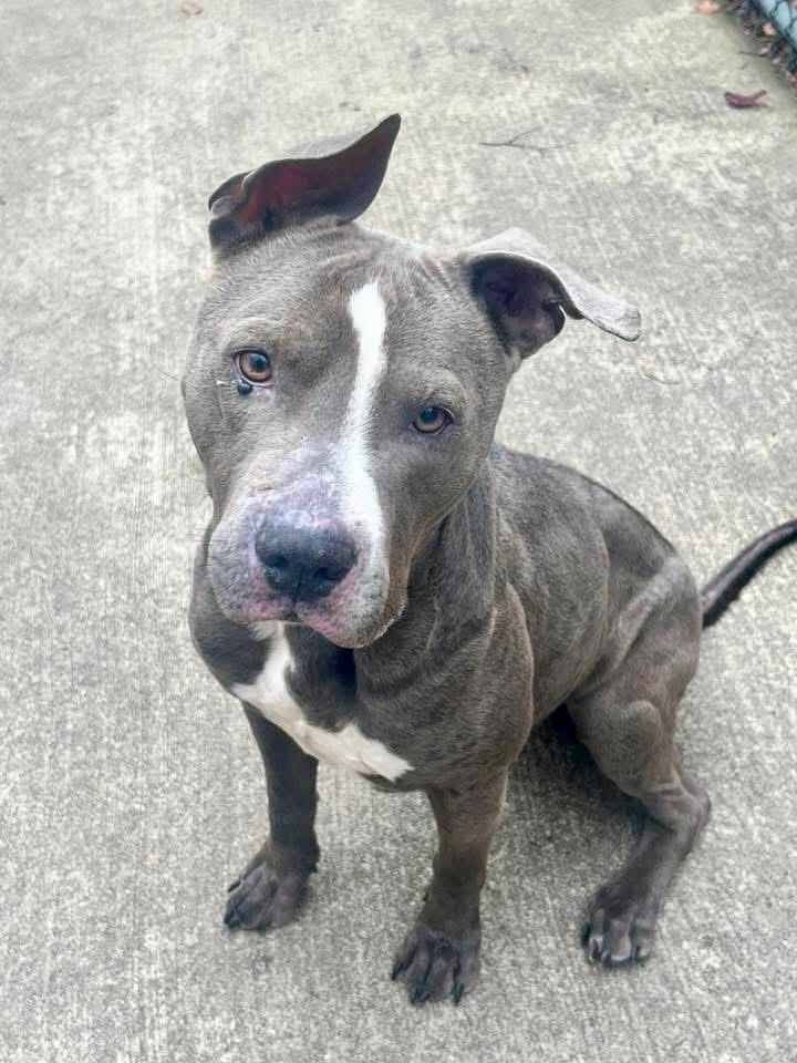 Durant, a ADOPTABLE Pit Bull Terrier in Chicago, IL image 3/5