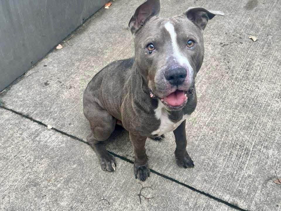 Durant, a ADOPTABLE Pit Bull Terrier in Chicago, IL image 2/5