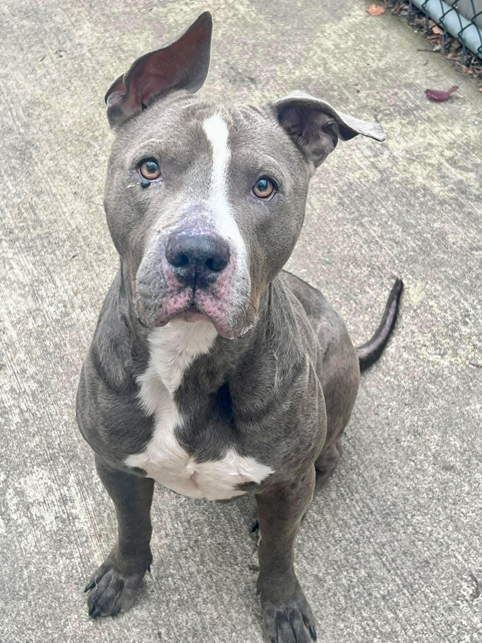 Durant, a ADOPTABLE Pit Bull Terrier in Chicago, IL image 1/5