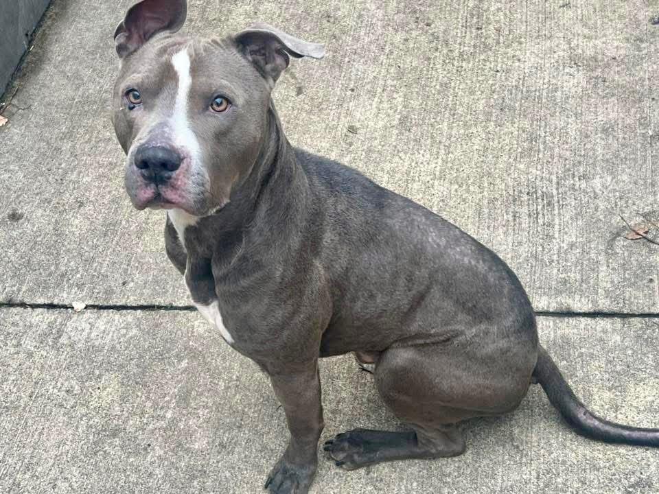 Durant, a ADOPTABLE Pit Bull Terrier in Chicago, IL image 4/5