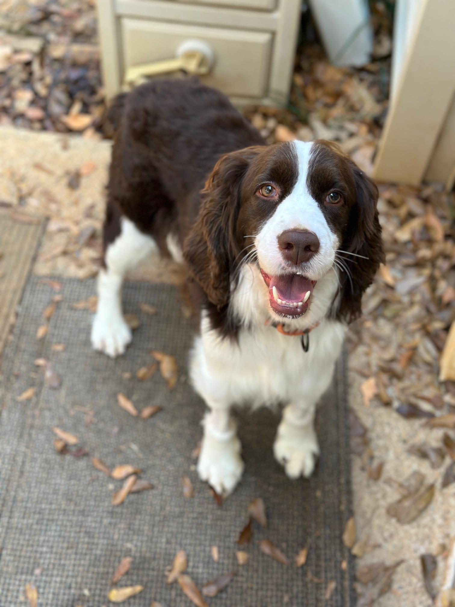 Milo, ADOPTABLE, Adult Male English Springer Spaniel.