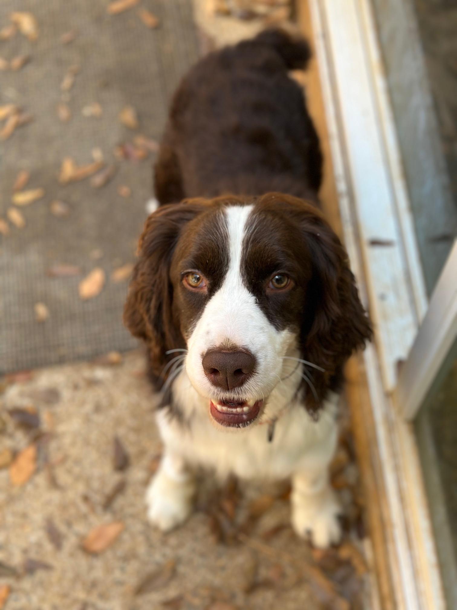 Milo, a ADOPTABLE English Springer Spaniel in Atlanta, GA image 2/3