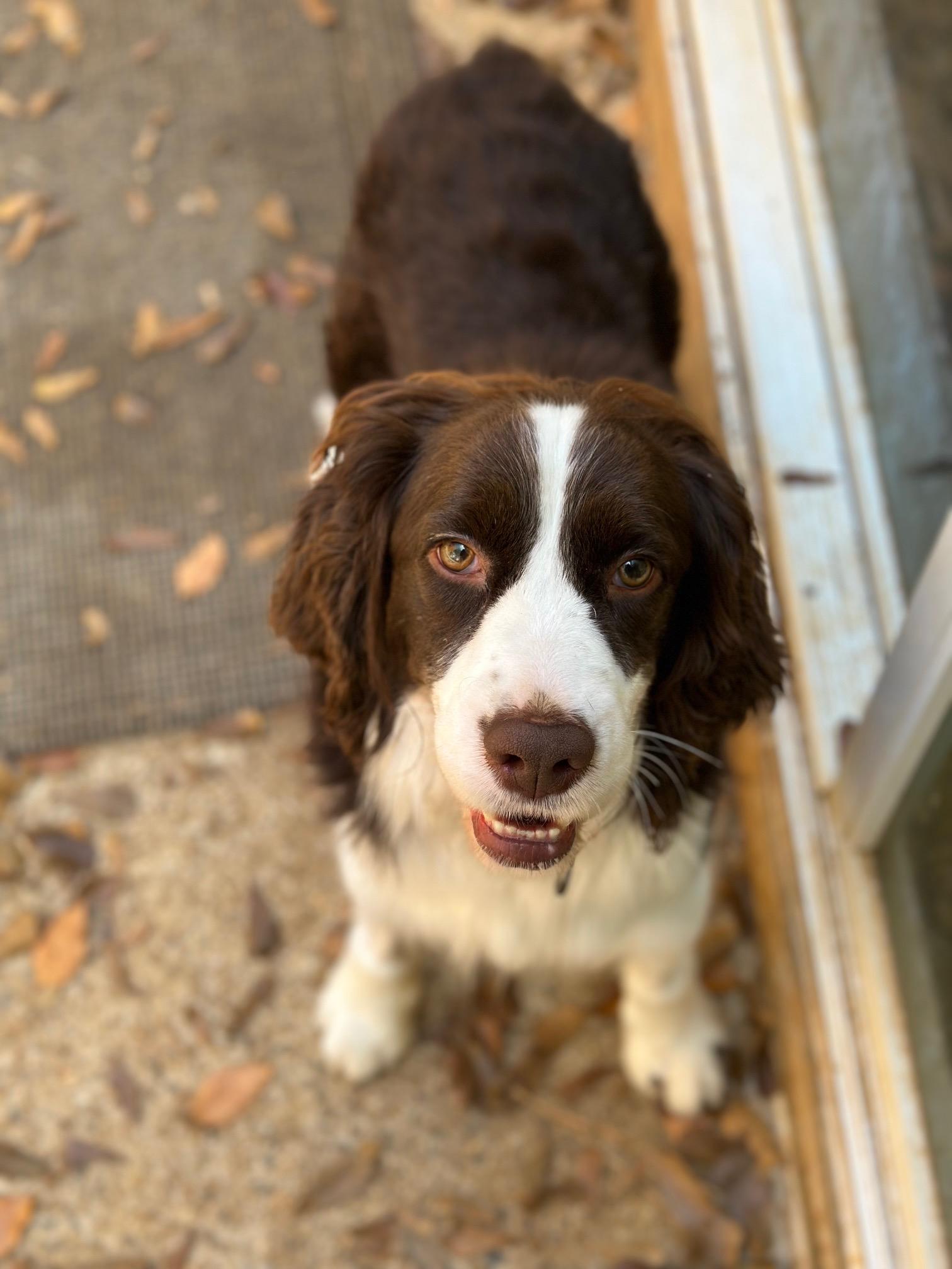Milo, a ADOPTABLE English Springer Spaniel in Atlanta, GA image 3/3