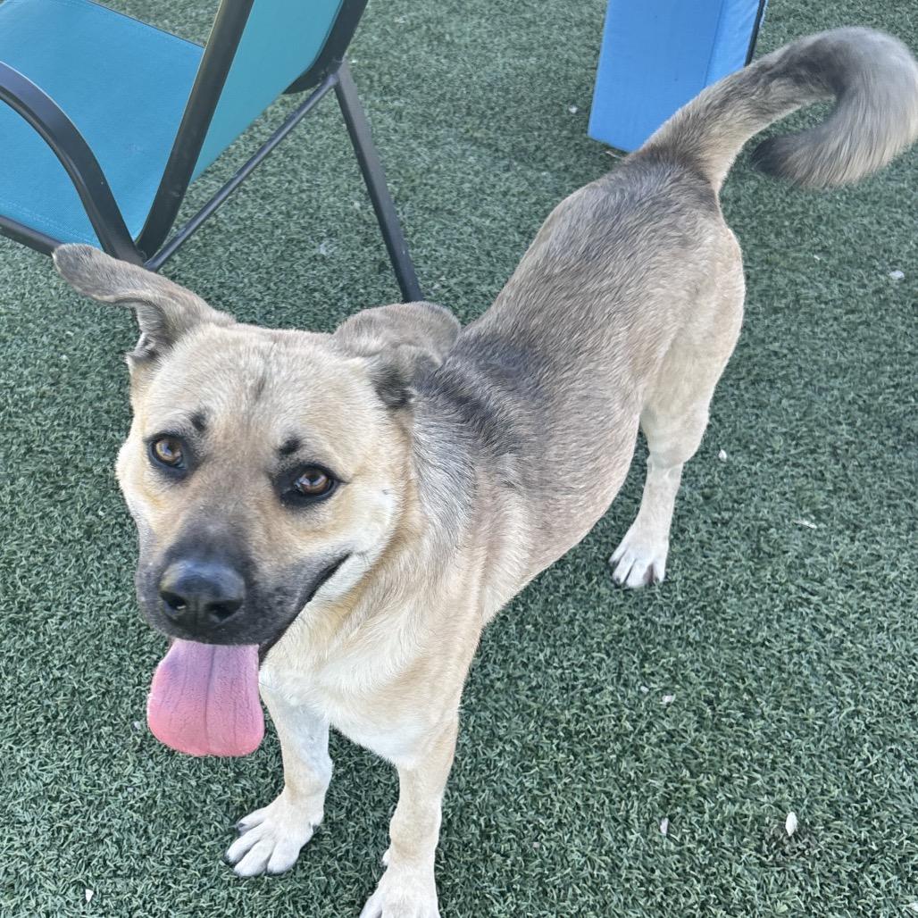 Murphy, Adoptable, Young Male German Shepherd Dog & Mixed Breed.