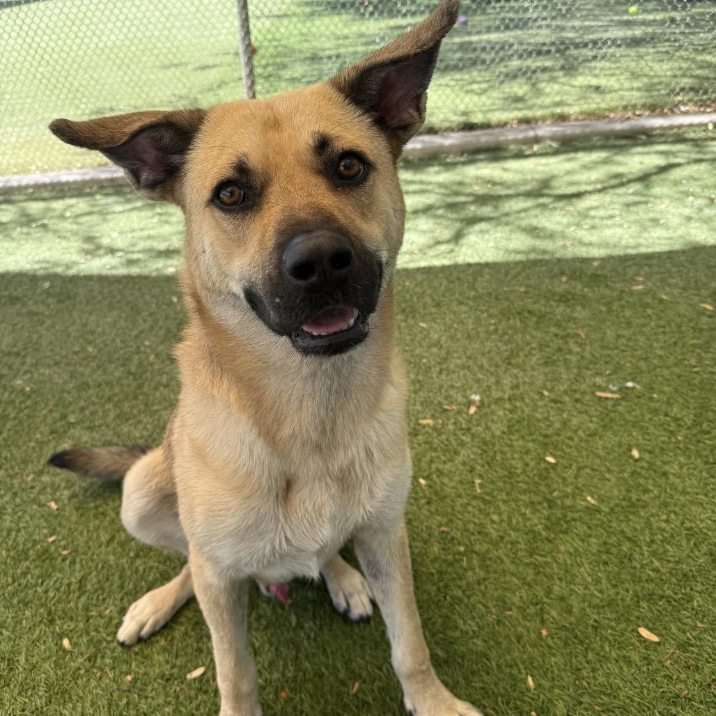 Murphy, a Adoptable mixed breed in Henderson, NV image 2/6