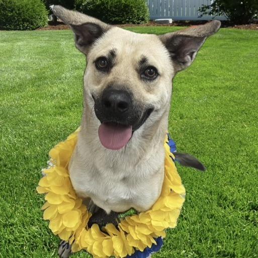 Murphy, a Adoptable mixed breed in Henderson, NV image 3/6