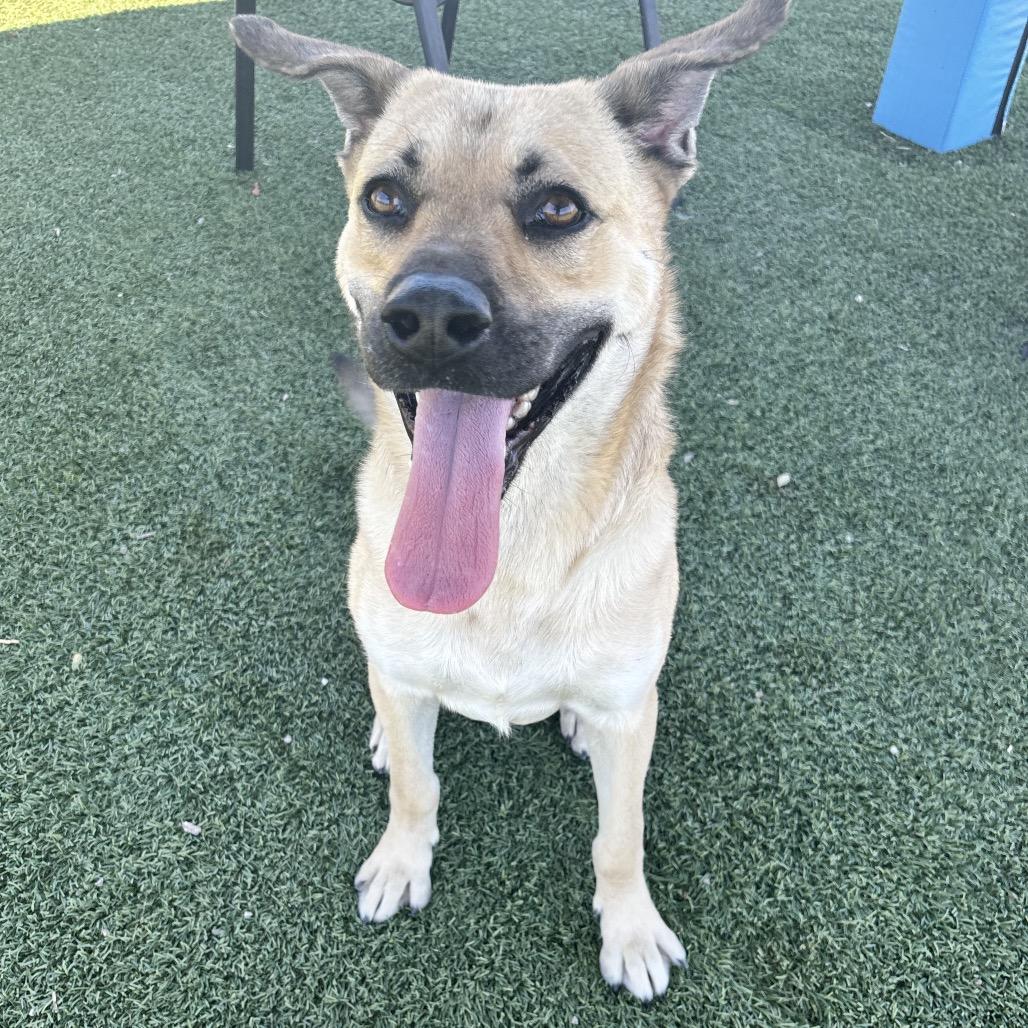 Murphy, a Adoptable mixed breed in Henderson, NV image 4/6