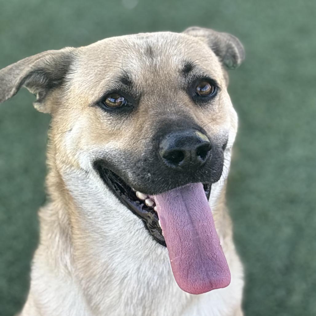 Murphy, a Adoptable mixed breed in Henderson, NV image 5/6