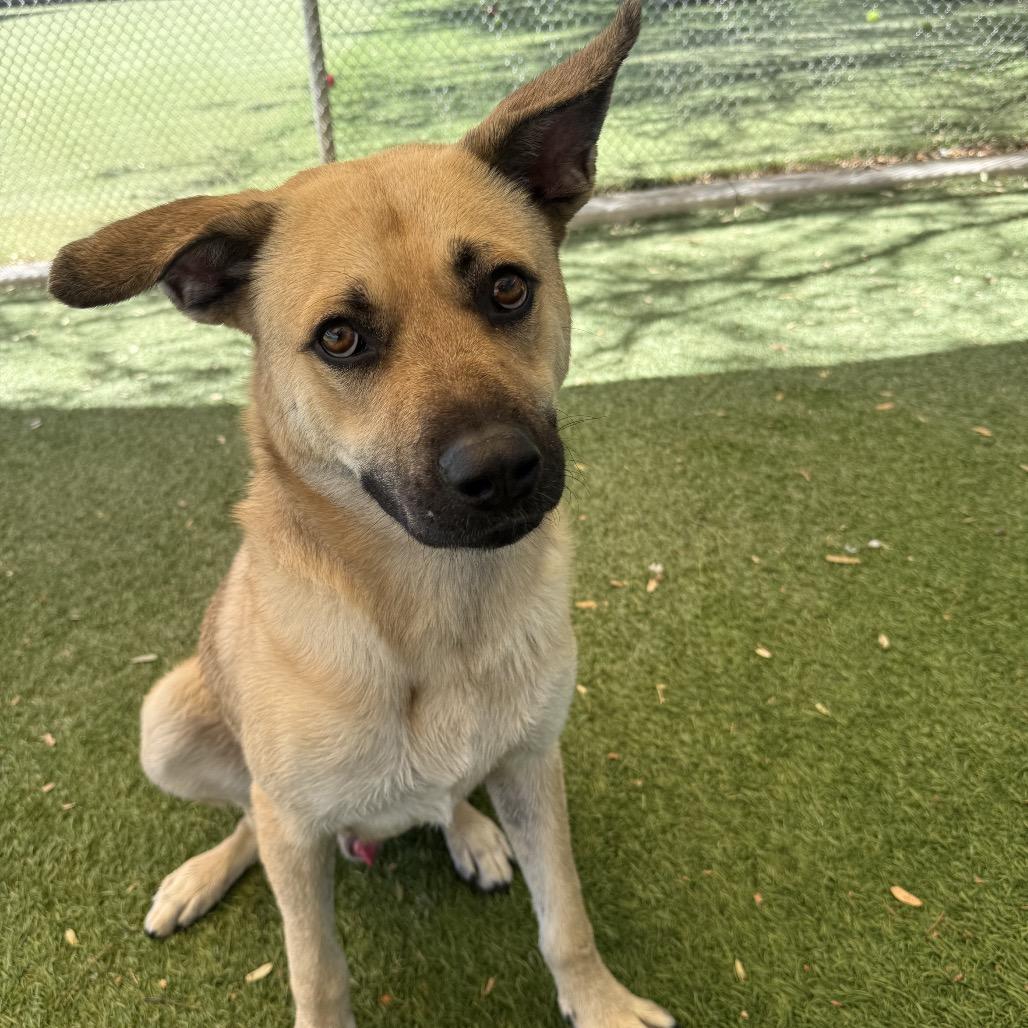 Murphy, a Adoptable mixed breed in Henderson, NV image 6/6