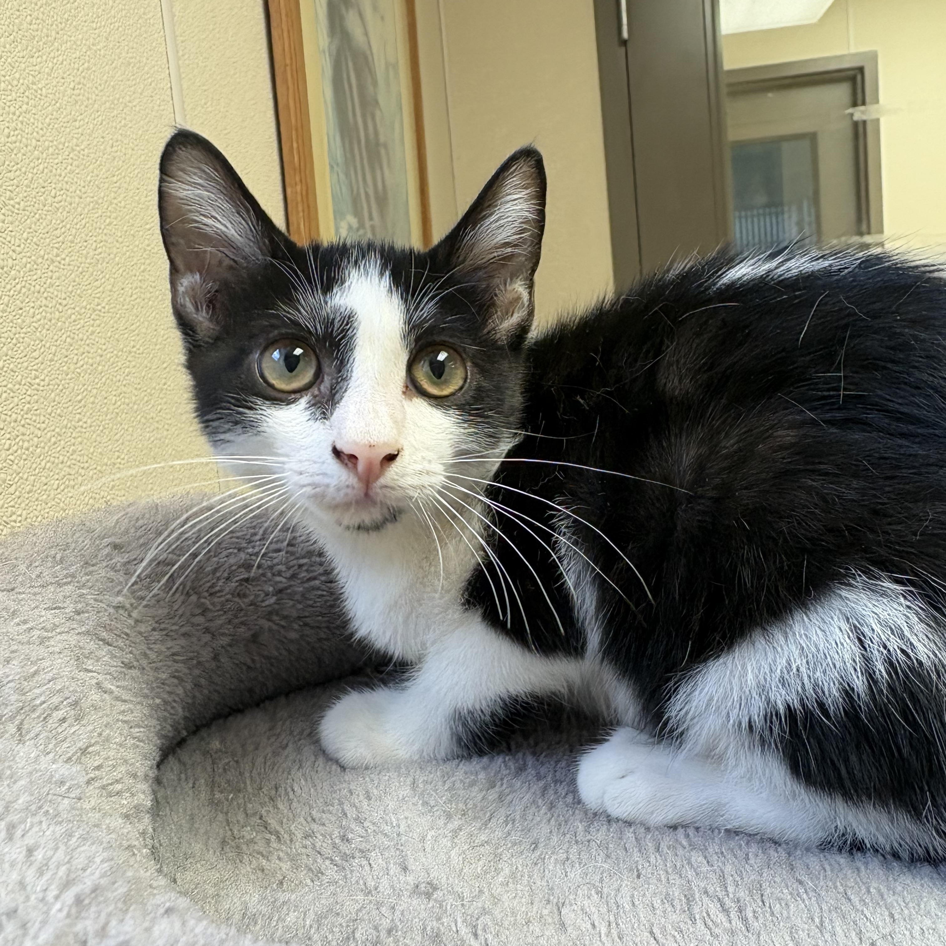 Grover, ADOPTABLE, Young Male Domestic Short Hair.