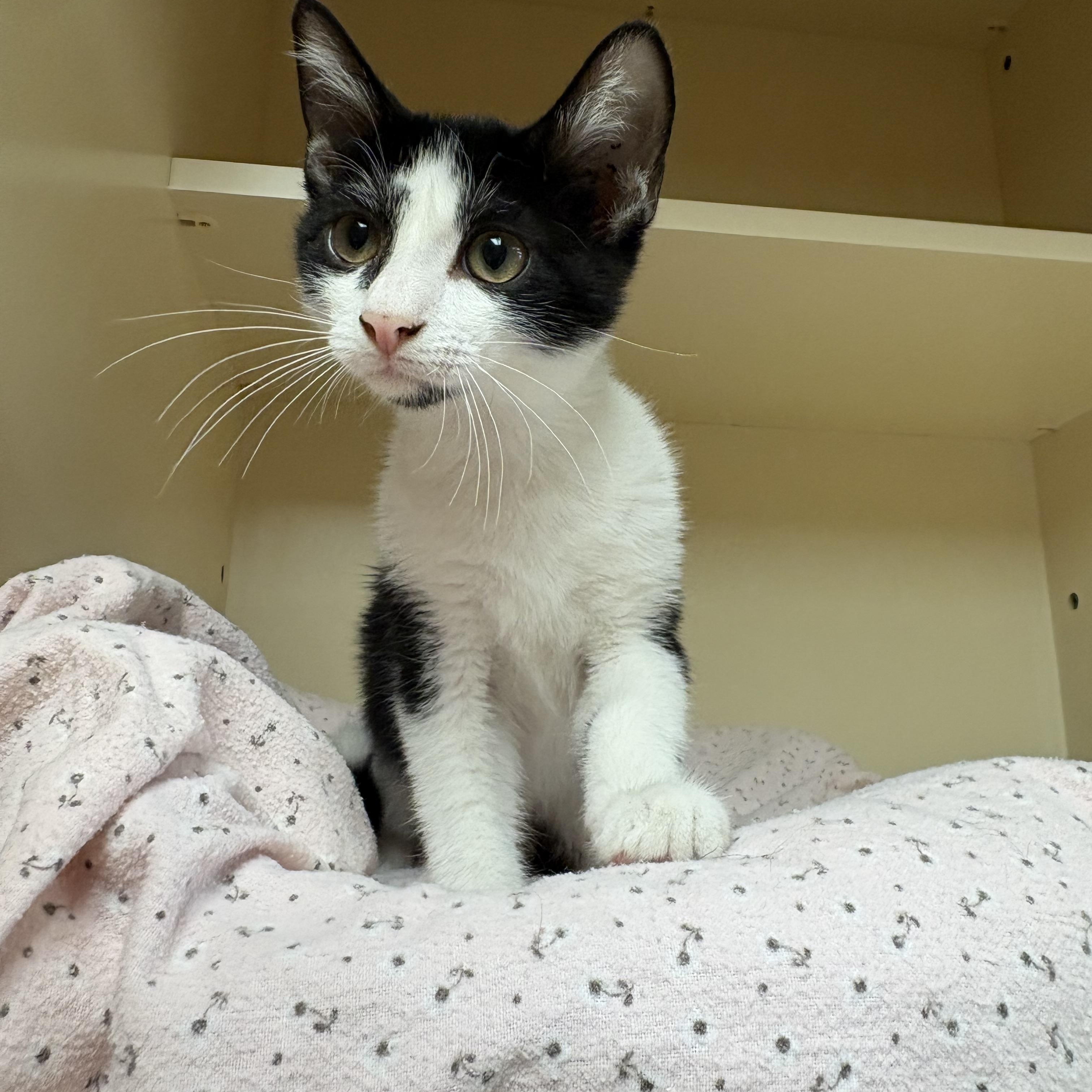 Enlarge Grover, a ADOPTABLE mixed breed in Hays, KS image 5/6