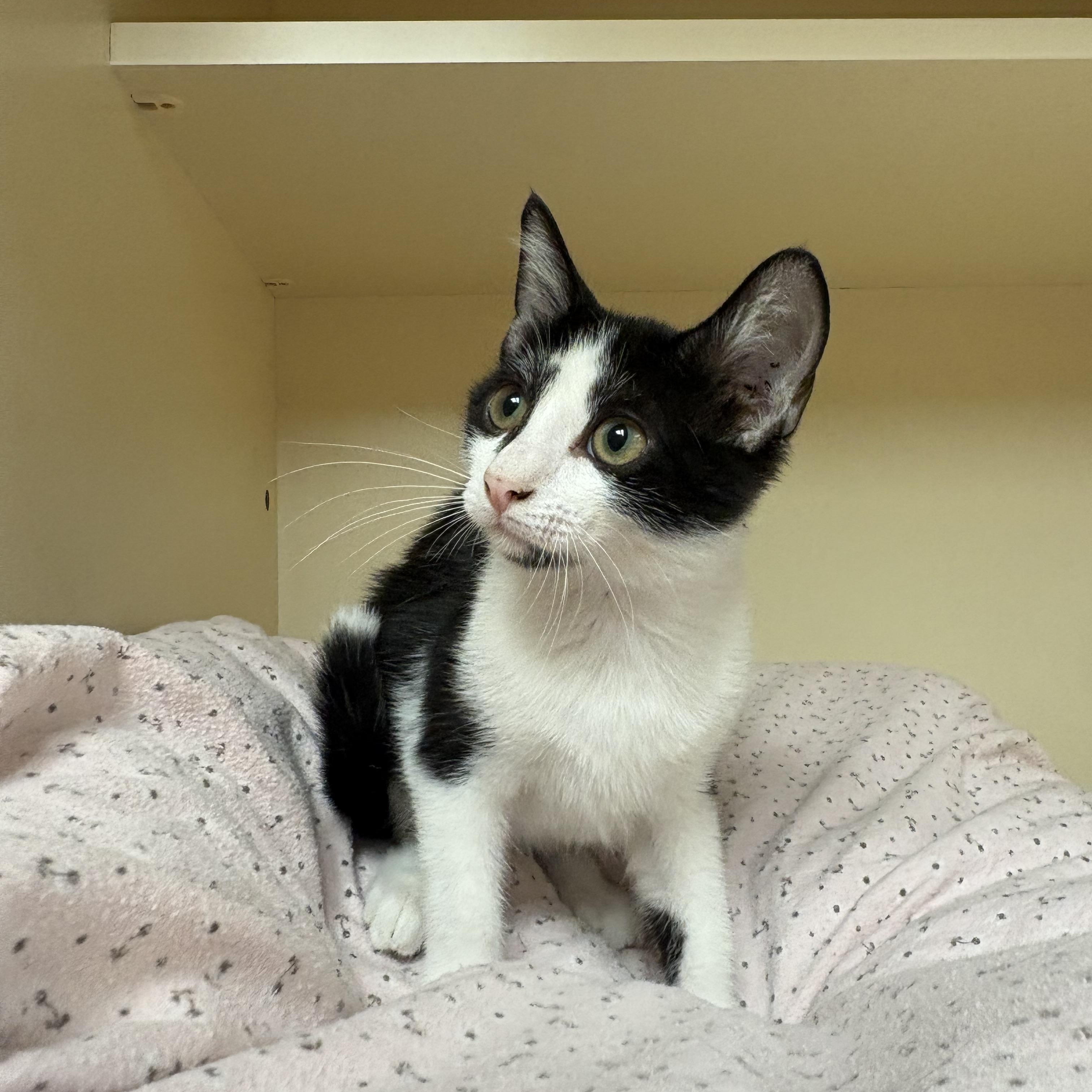 Enlarge Grover, a ADOPTABLE mixed breed in Hays, KS image 3/6