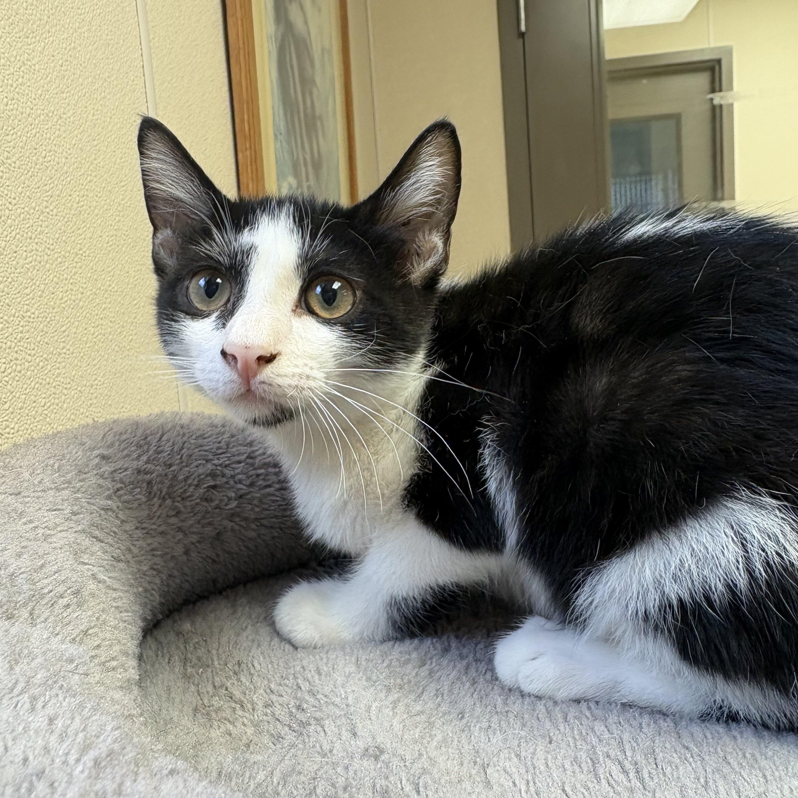 Enlarge Grover, a ADOPTABLE mixed breed in Hays, KS image 6/6
