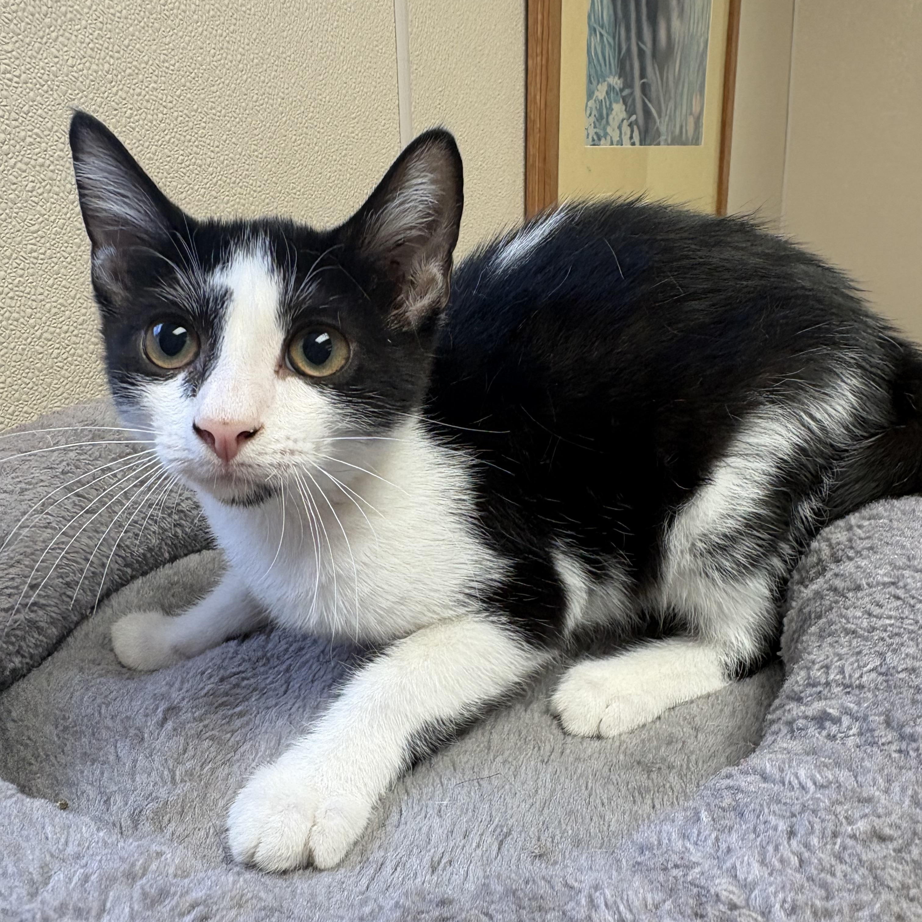 Enlarge Grover, a ADOPTABLE mixed breed in Hays, KS image 2/6