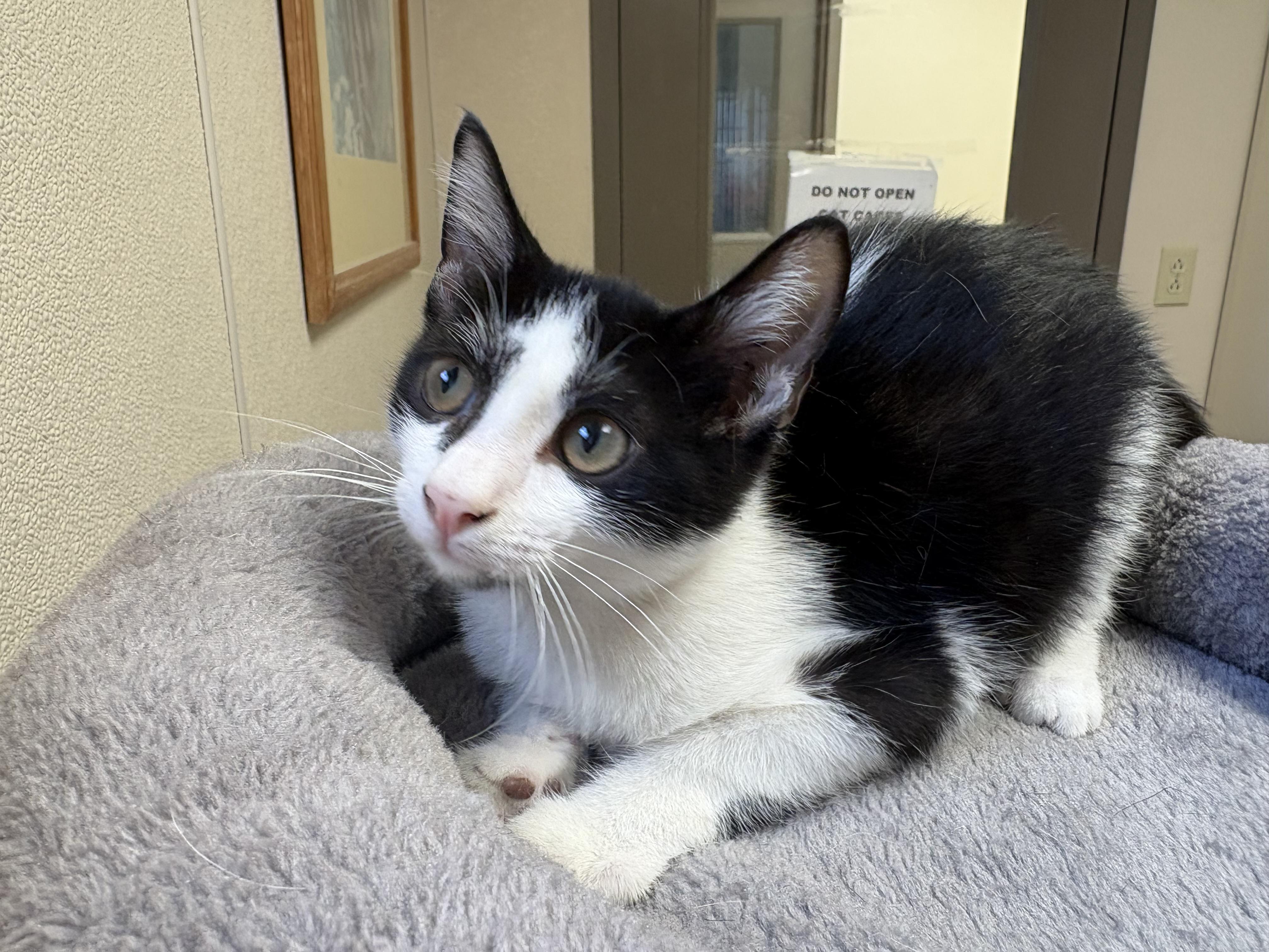 Enlarge Grover, a ADOPTABLE mixed breed in Hays, KS image 4/6