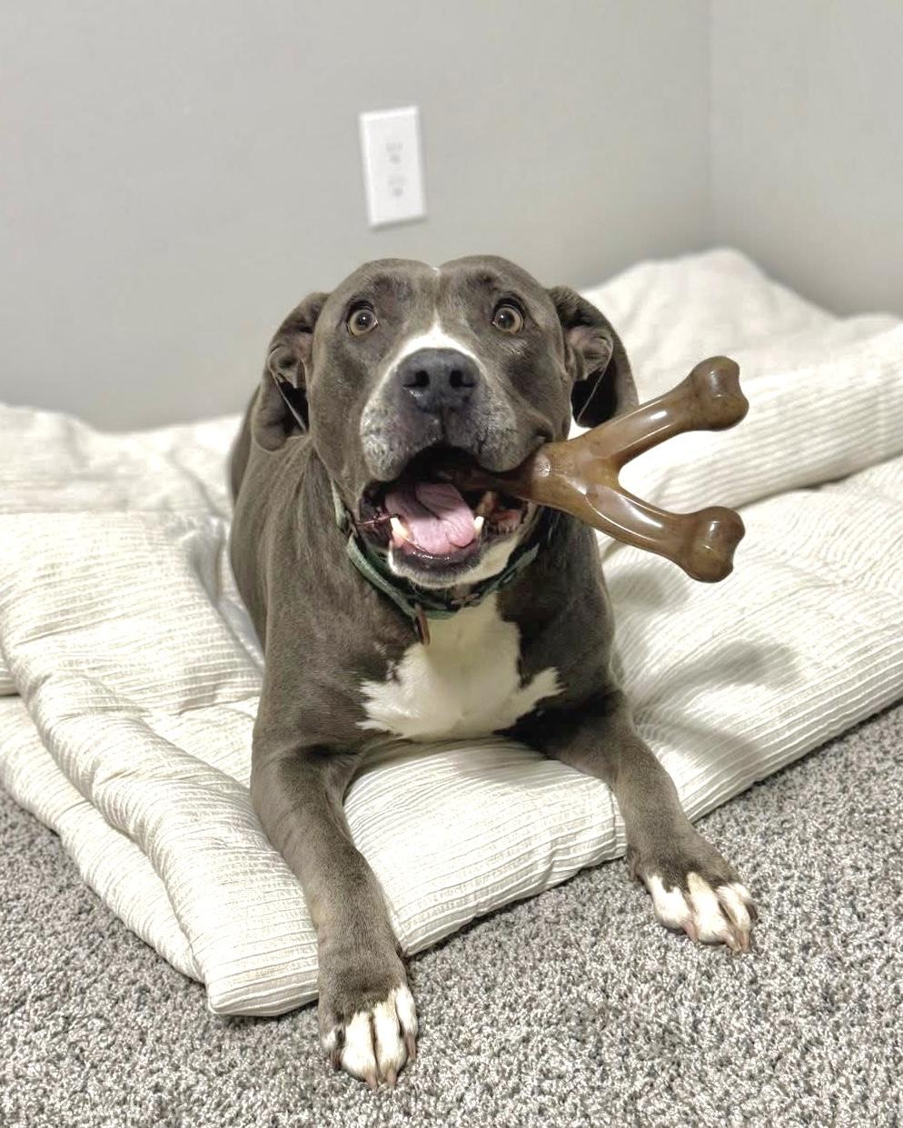 Envy, Adopted, Young Female Mixed Breed & American Bully.