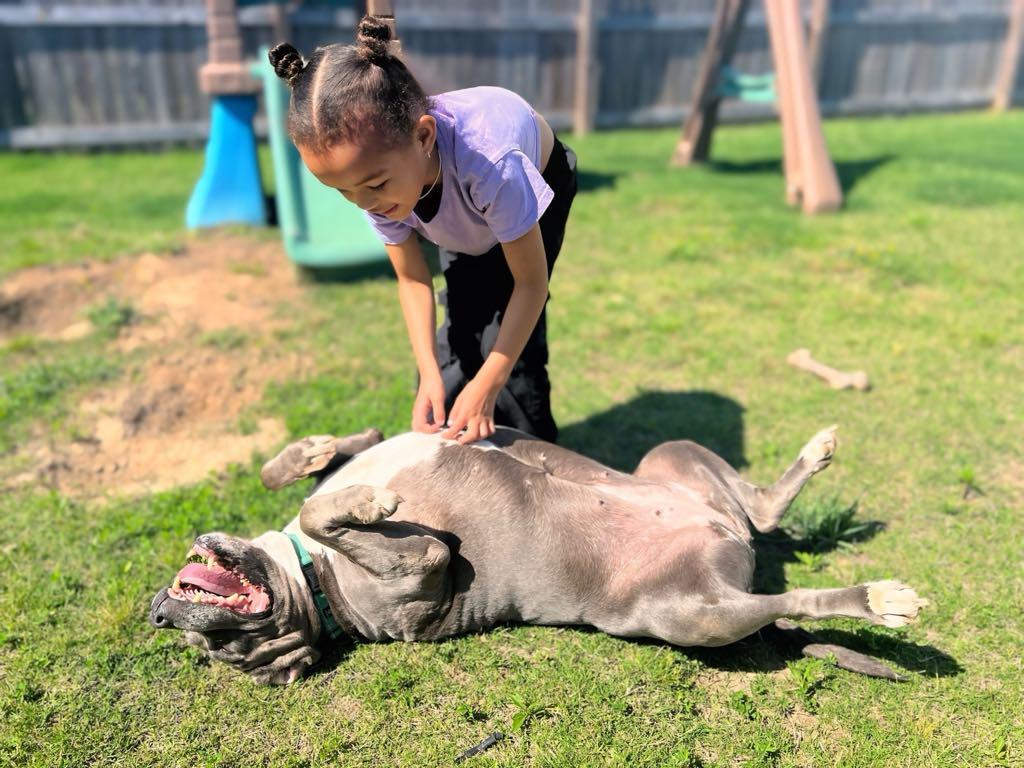 Enlarge Envy, a Adopted mixed breed in Germantown , TN image 6/6